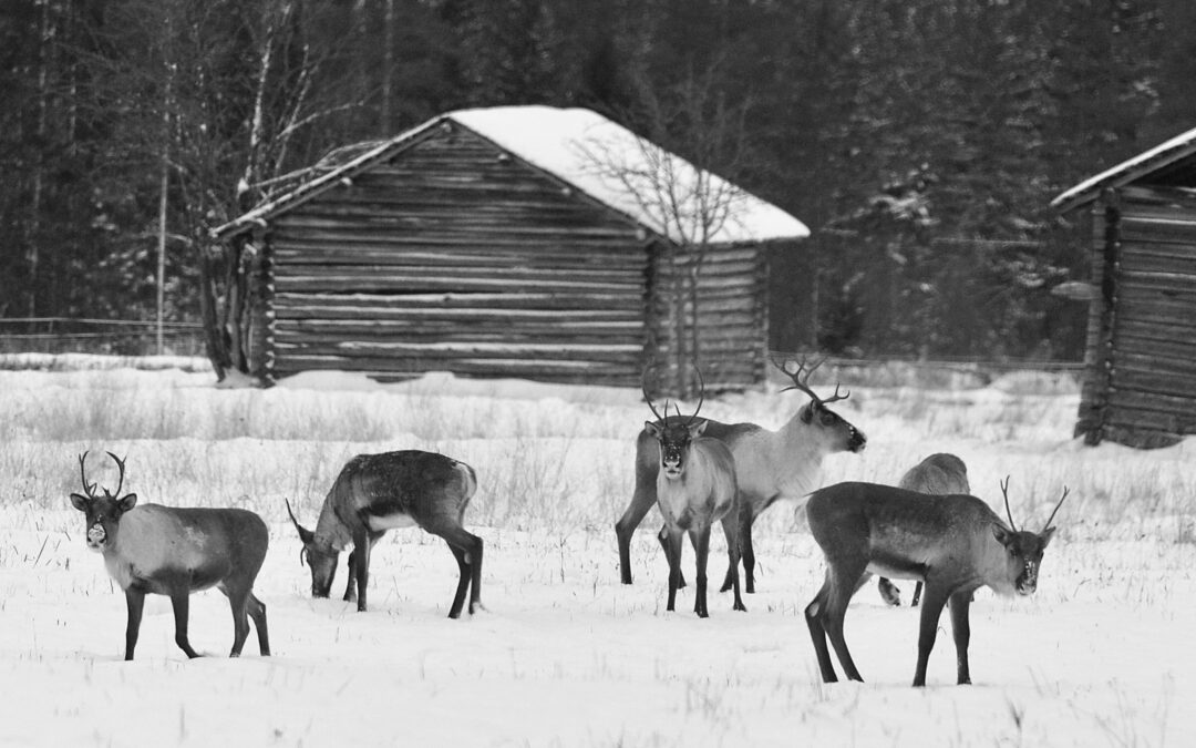 Metsäpeuroja Kuhmon Hietaperässä