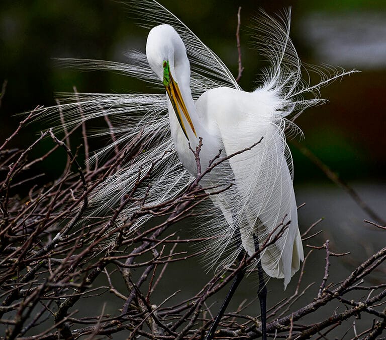 Jalohaikara esittelee soidinasuaan (Great Egret displaying breeding plumage)
