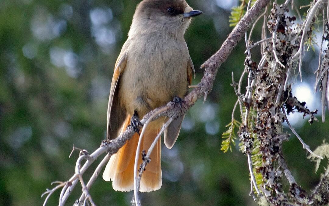 Valtavaaran kuukkeli